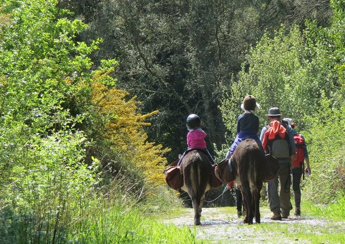 Walks with donkeys in rural Portugal, tours and donkey riding. Walking with a donkey through the portuguese countryside with your family and contact with nature!  